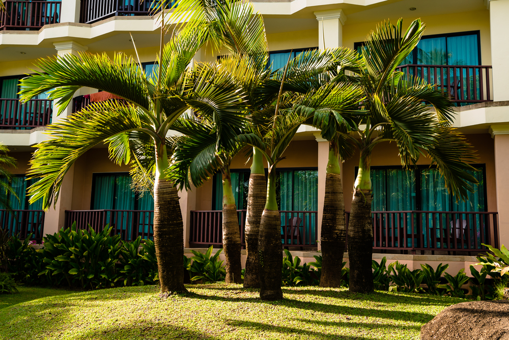 Palm trees in front of condos on Kauai