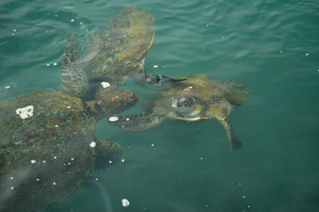 Sea Turtles in Kauai
