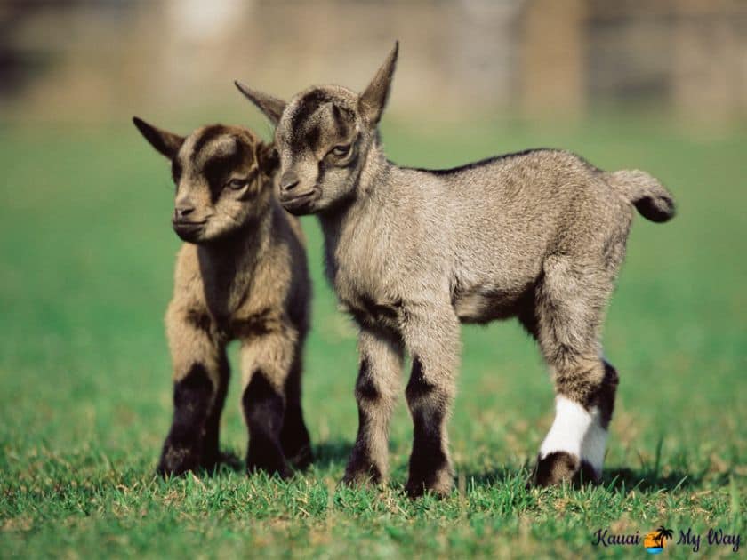 Baby goats at Kauai Kunana Dairy Farm