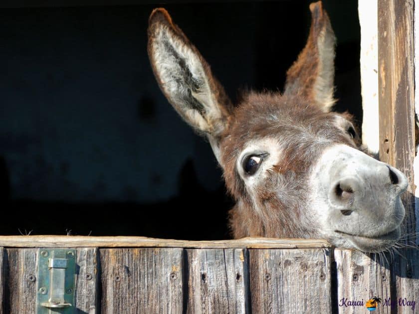 Donkey at Kilohana Plantation