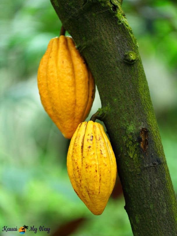 Cocoa pods on chocolate tree seen on Kauai Tours